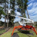 tree removal