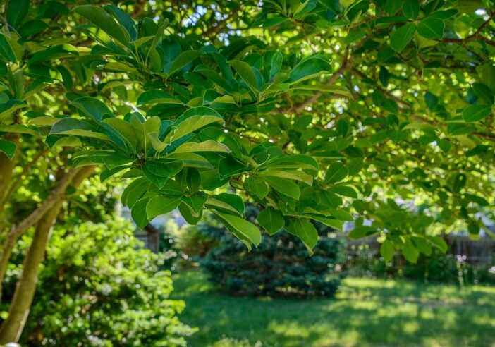 healthy tree